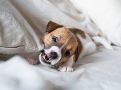 La mamma regala a suo figlio un cucciolo per Natale, orrore per quello che succede settimane dopo