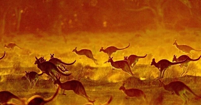 kangaroos-640x335.jpg