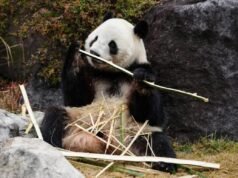 La diplomazia cinese del Panda colpisce il Giappone in mezzo a legami inaspriti