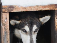Animali domestici e bestiame a rischio durante la tempesta invernale