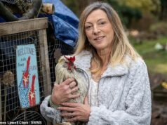 Il rumoroso proprietario del galletto viene minacciato di ASBO mentre il comune interviene per il suo canto “irragionevole e persistente”