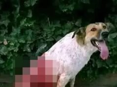 Indignazione perché tre MILIONI di cani verranno “massacrati” dal plotone di esecuzione in vista dei Mondiali