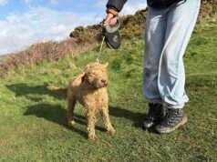 Luna, il cockapoo, si riunisce al suo proprietario dopo una missione di salvataggio di 40 persone durata due giorni, quando è caduta da un dirupo di 500 piedi