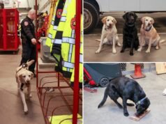 L’unità d’élite K-9 di Long Island che ha arrestato i criminali fin da quando erano cuccioli: “Un potente deterrente”