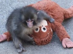 Dopo che la scimmietta solitaria è diventata virale, il suo giocattolo di conforto dell’Ikea è esaurito