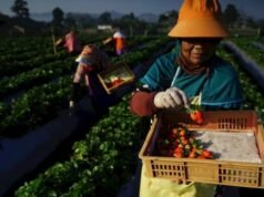 La BRI eroga 178 trilioni di KUR IDR nel 2025, rafforza le MPMI e la sicurezza alimentare nazionale