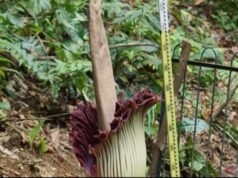 Apparizione di fiori cadaveri in perfetta fioritura nei giardini botanici di Bogor