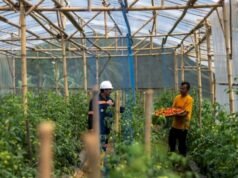 Garitan Kalongliud: la trasformazione dell’agricoltura circolare dell’ANTAM per la sicurezza alimentare dei villaggi