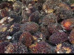 Mercato interno caldo! Samasindo sarà aggressivo nel settore alimentare