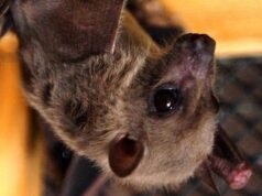 Le straordinarie riprese della grotta dei pipistrelli catturano per la prima volta il rischio di diffusione della malattia