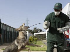 Tre milioni di cani verranno uccisi dal plotone di esecuzione in vista dei Mondiali