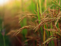 Arunachal CM Pema Khandu lancia il riso rosso biologico di Tawang