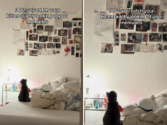 I cuori si sciolgono per quello che il proprietario cattura il nuovo gattino che lo fissa: “Prende tutto dentro”