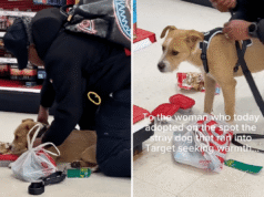 Lacrime mentre un cane randagio si imbatte in un bersaglio: viene “adottato sul posto”