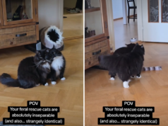 Gatti selvatici adottati insieme, la nuova proprietaria non riesce a credere a ciò che nota