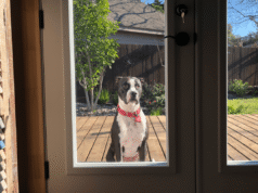 Un uomo avverte la moglie della presenza di qualcuno fuori casa alle 6 del mattino: la realtà scalda i cuori