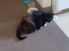 Il gatto che ha “tappato e stuzzicato” il proprietario delle carote vince il premio come “animale domestico della settimana”