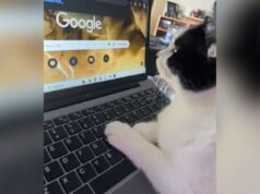 Gatto dirotta la ricerca Google del proprietario, la sua reazione vince l’animale domestico della settimana