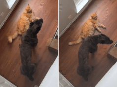 Il proprietario alleva cane corso e gatto insieme: ora pensano di essere compagni di cucciolata