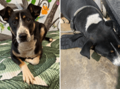 Un rifugio trova un cane abbandonato che stringe un guanto e poi capisce perché non vuole lasciarlo andare