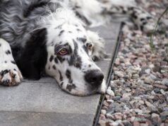 Il cane da salvataggio costretto a vivere fuori ha una reazione straziante alla nuova casa