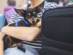 Cane restituito al rifugio perché “aggressivo”: ora l’adottante si rende conto dell’errore