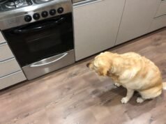 Un uomo cucina il petto alle 3 del mattino: il proprietario non riesce a credere a quello che fanno i cani ore dopo