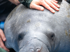 Gli abitanti della Florida scavano una strada per salvare il lamantino dal canale di scolo della tempesta