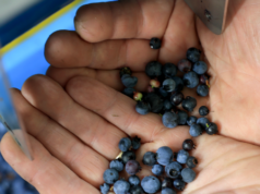 Mirtilli congelati richiamati a causa del rischio di listeria pericolosa per la vita