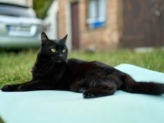 Come il gatto randagio fa un pisolino per la prima volta nel suo nuovo e accogliente letto scioglie i cuori