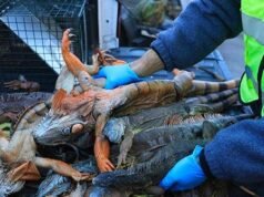 GUARDA: I rettili della Florida radunano migliaia di iguane “stordite dal freddo”