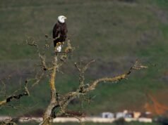 Lettere: L’acquisto del Sargent Ranch è il risultato di un lavoro di squadra