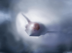 Gli Stati Uniti svilupperanno un jet da combattimento Stealth di prossima generazione: cosa sapere