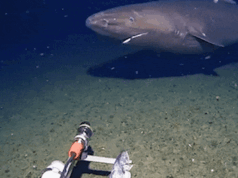 Squalo a sorpresa ripreso dalla telecamera per la prima volta nelle profondità ghiacciate dell’Antartide