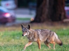 GUARDA – “Era spaventoso”: una mamma californiana ricorda il coyote “gigante” che inseguiva il suo bambino fuori casa