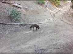 Bestia pericolosa avvistata per la prima volta in 100 anni nella contea di Los Angeles dopo essere stata sterminata
