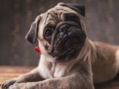 Cara Abby: la mia dipendente vuole prendere un congedo per lutto per il suo cane morto