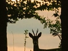 Baltimora utilizzerà i tiratori scelti con visione notturna per eliminare i cervi