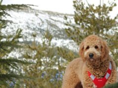 Cane sopravvive per 43 giorni perso nelle Montagne Rocciose “contro ogni previsione”