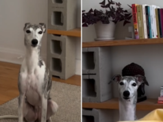 La donna condivide l’unica parte del possedere un segugio di cui nessuno ti parla