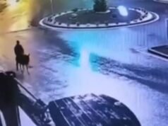 Il ladro d’oro fugge sull’asino in fuga