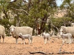 Rivelata una minaccia segreta addormentata per l’industria australiana da 1,6 miliardi di dollari