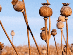 Avviso sanitario urgente dopo il furto di 1700 piante di papavero tossiche da una fattoria segreta