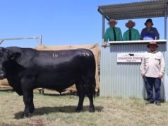 L’allevamento tranquillo e di qualità si rivela vincente per la famiglia Stoney