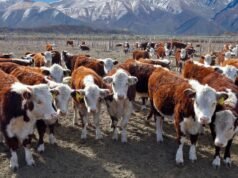 L’accordo tra Trump e l’Argentina prevede flussi molto più grandi di carne bovina diretta negli Stati Uniti