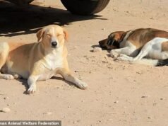 L’abbattimento dei cani da parte del Marocco – per “ripulire” in tempo per la Coppa del Mondo 2030 – è barbaro, scrive l’attore PETER EGAN