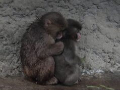 Punch la scimmia è FINALMENTE accettata dai suoi coetanei dopo che il primate è stato abbandonato da sua madre con solo un peluche come compagnia