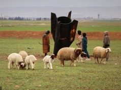 Stormo e stupore! Missile atterra in un campo di pecore siriane lasciando perplessi i locali e i loro animali