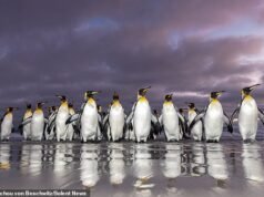 Hai voglia di un tuffo mattutino? Avvistati i pinguini reali delle Isole Falkland dopo la loro nuotata all’alba