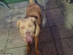 Il proprietario adolescente del pericoloso XL Bully che ha lasciato la bambina in coma viene risparmiato dal carcere